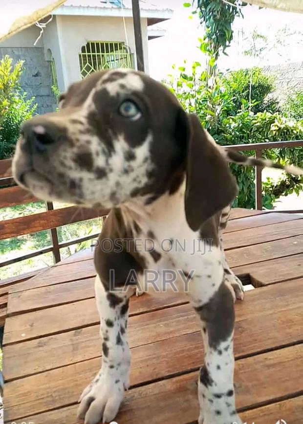 1-3 months Male Purebred Great Dane - thumbnail 4