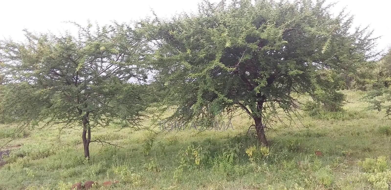 50-Acre Parcel With Prime Access to the New Suswa Bnypass