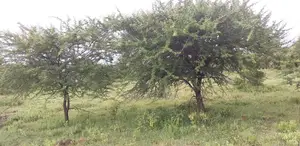 50-Acre Parcel With Prime Access to the New Suswa Bnypass