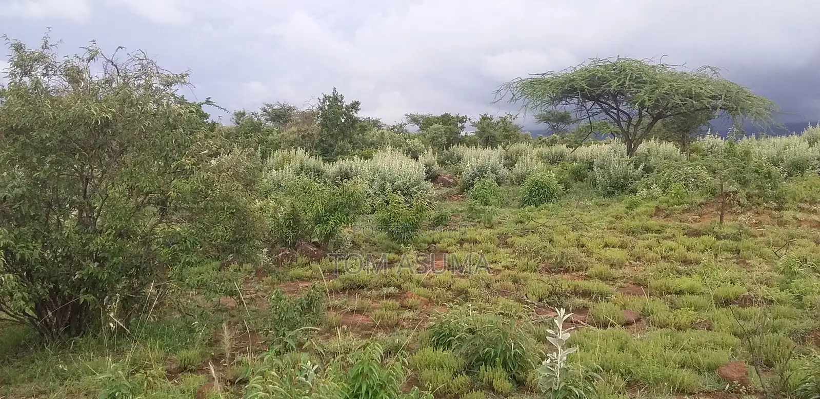 50-Acre Parcel With Prime Access to the New Suswa Bnypass