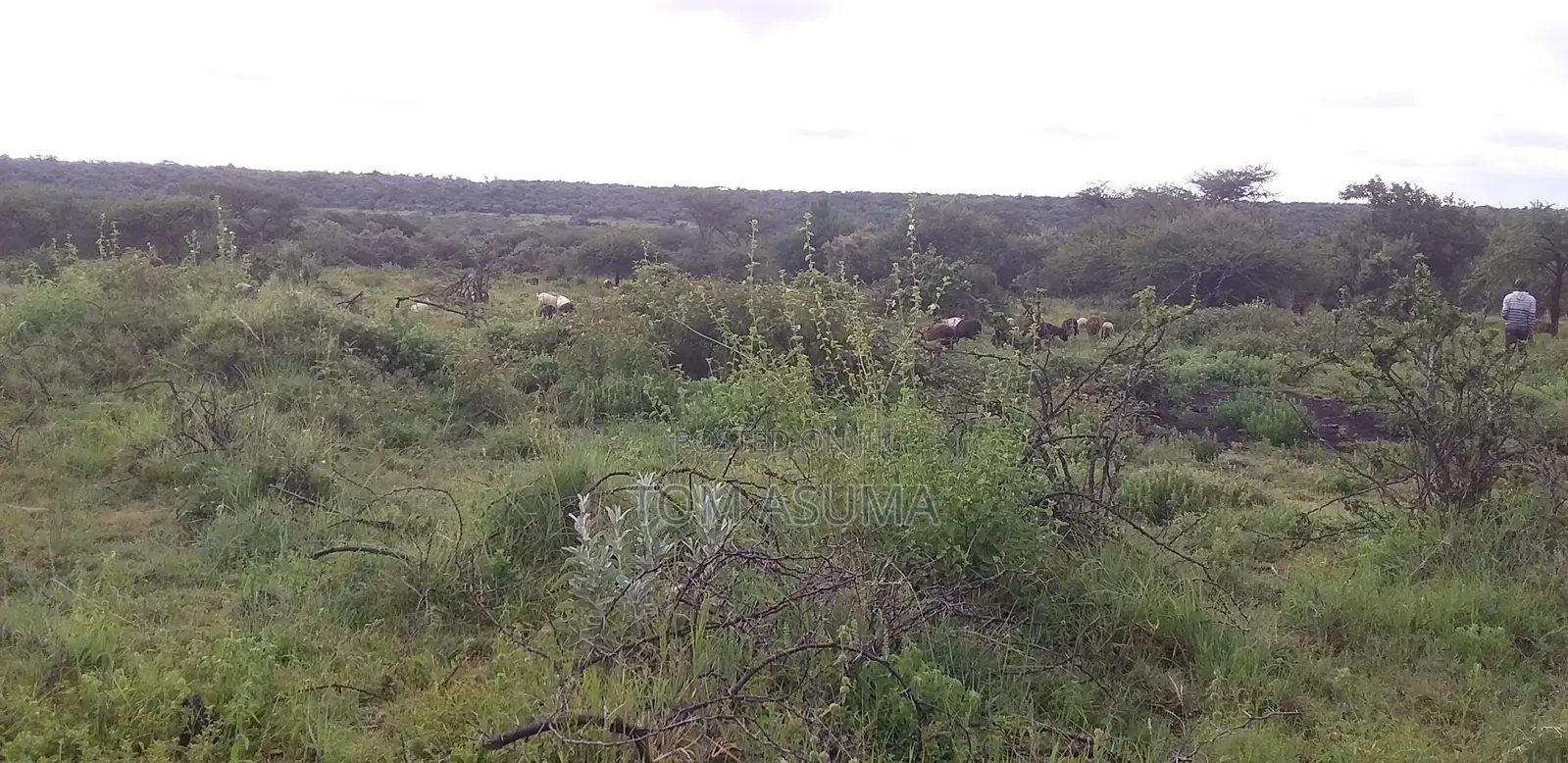 50-Acre Parcel With Prime Access to the New Suswa Bnypass