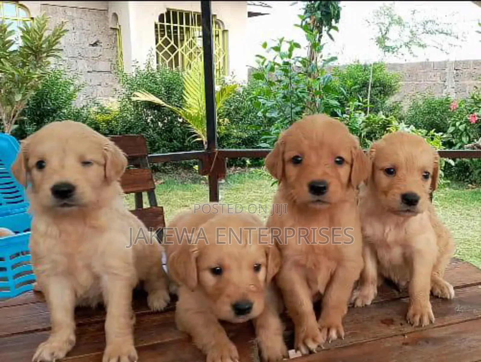 1-3 months Female Purebred Golden Retriever