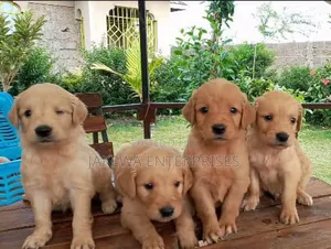 1-3 months Female Purebred Golden Retriever