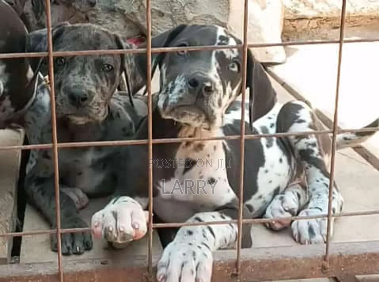 1-3 months Female Purebred Great Dane