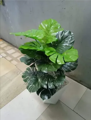 Monstera With Vase Plastic and Pebble Stones Included