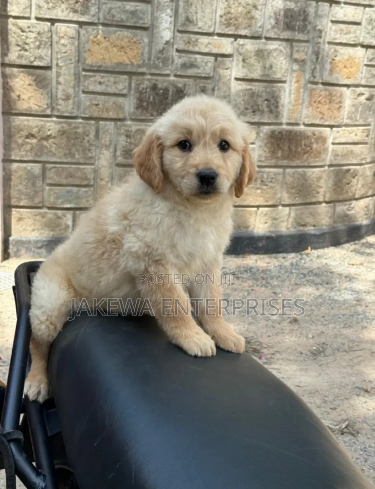 1-3 months Male Purebred Golden Retriever