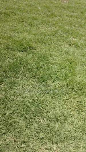 Bermuda Grass,Golf Grass
