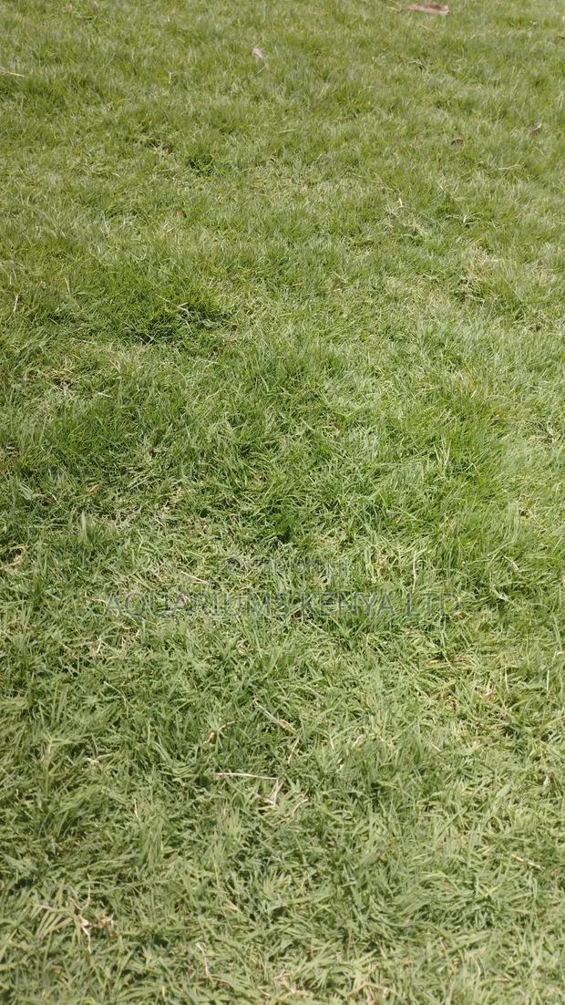 Bermuda Grass,Golf Grass