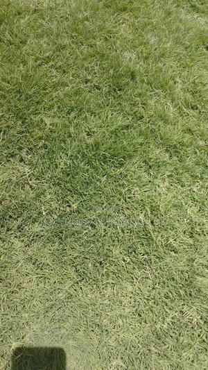 Gold Grass for Golf Lawns - thumbnail 2
