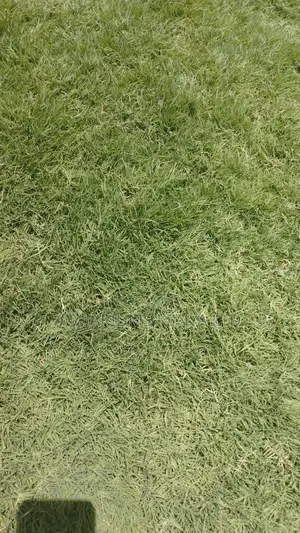 Gold Grass for Golf Lawns