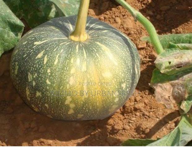 Pumpkin Seeds For Planting 25g. - thumbnail 3