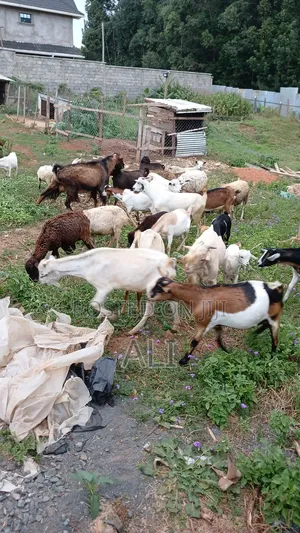 Goats on Sale