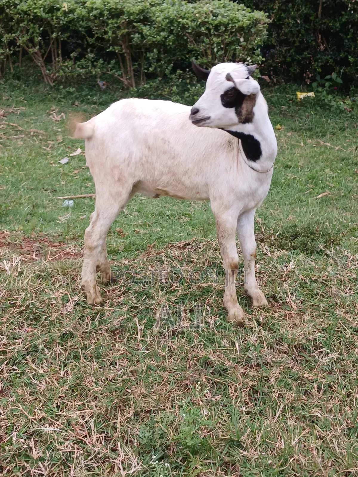 Goats on Sale