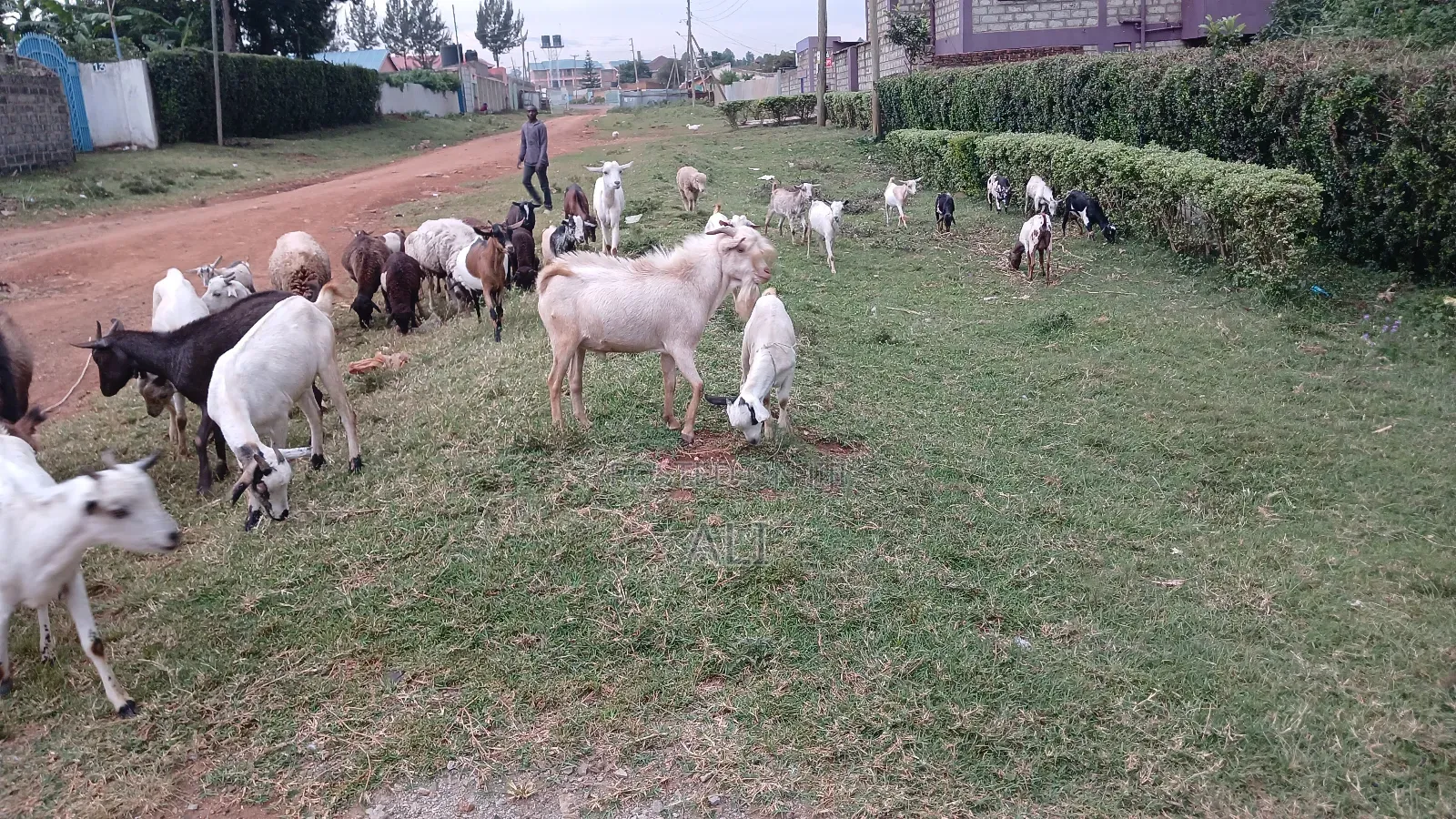 Goats on Sale