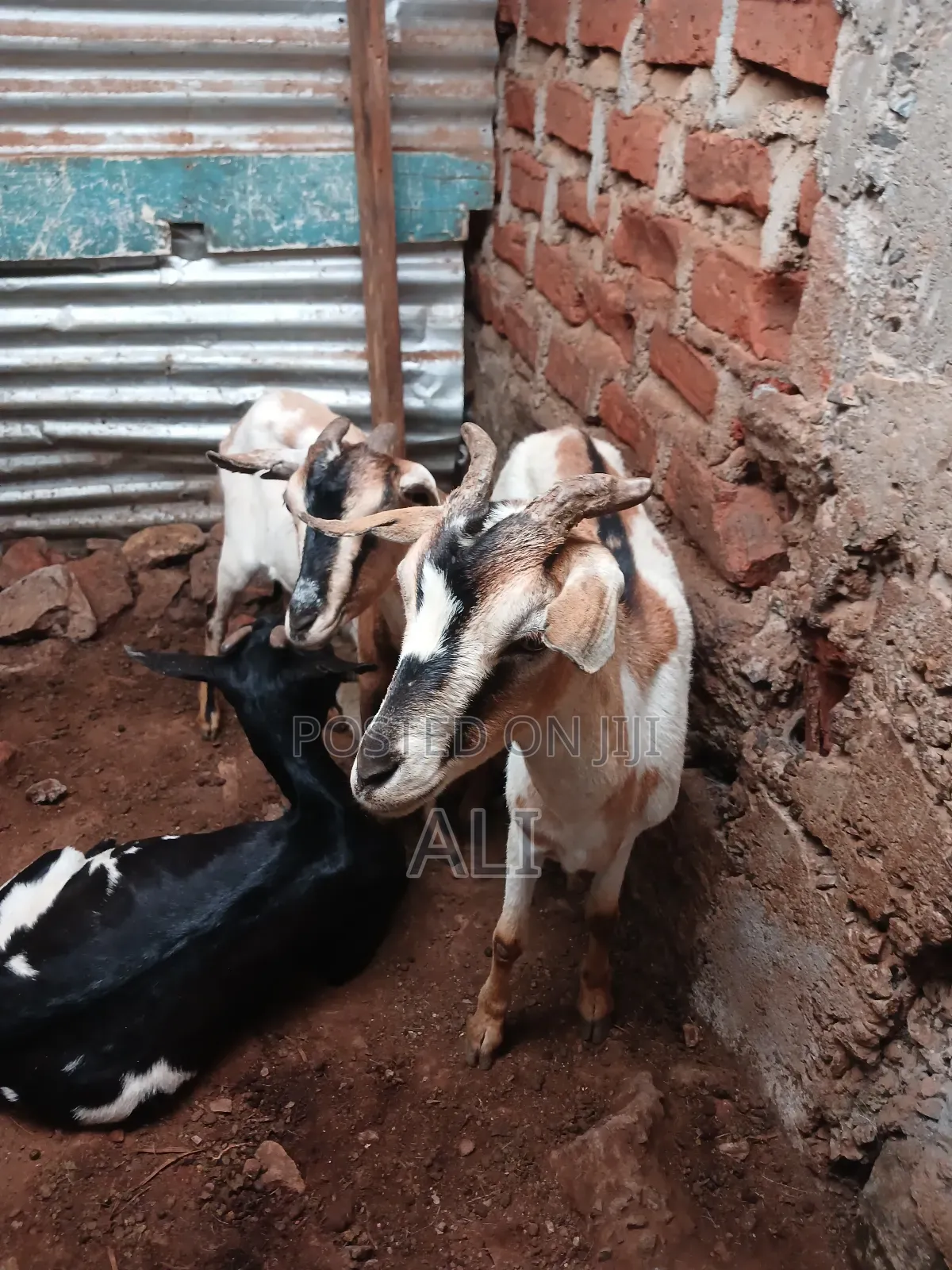 Goats on Sale