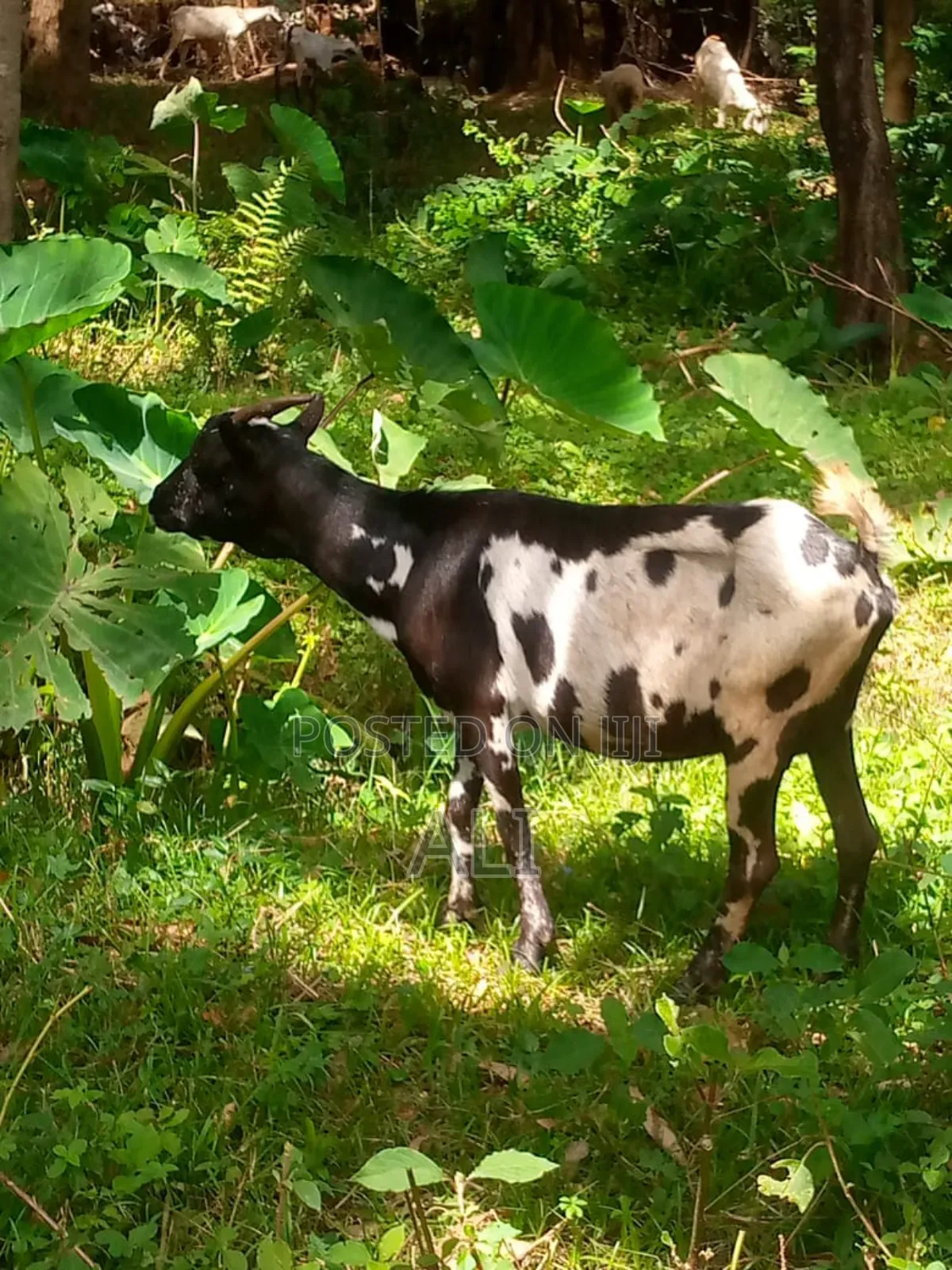 Goats on Sale