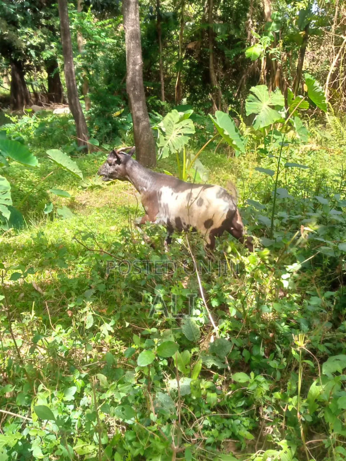 Goats on Sale