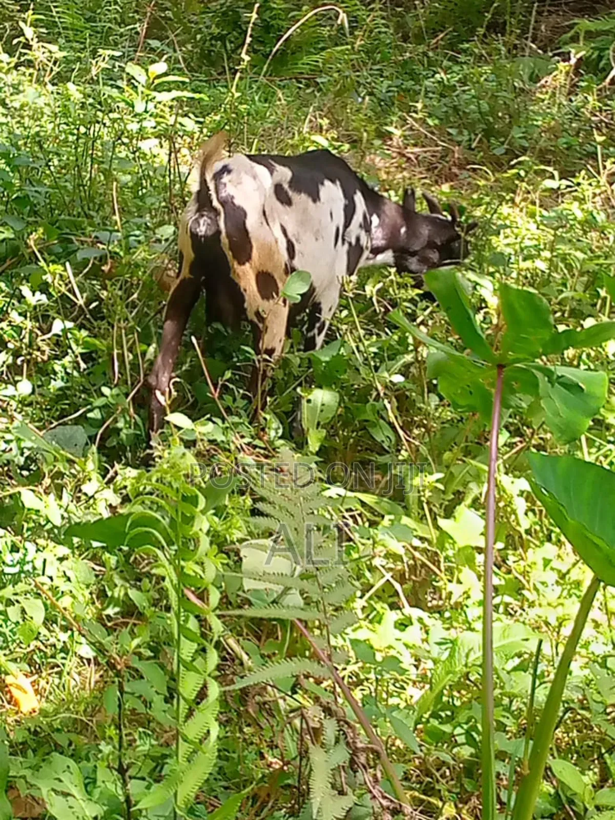 Goats on Sale