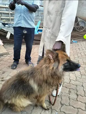 Veterinary