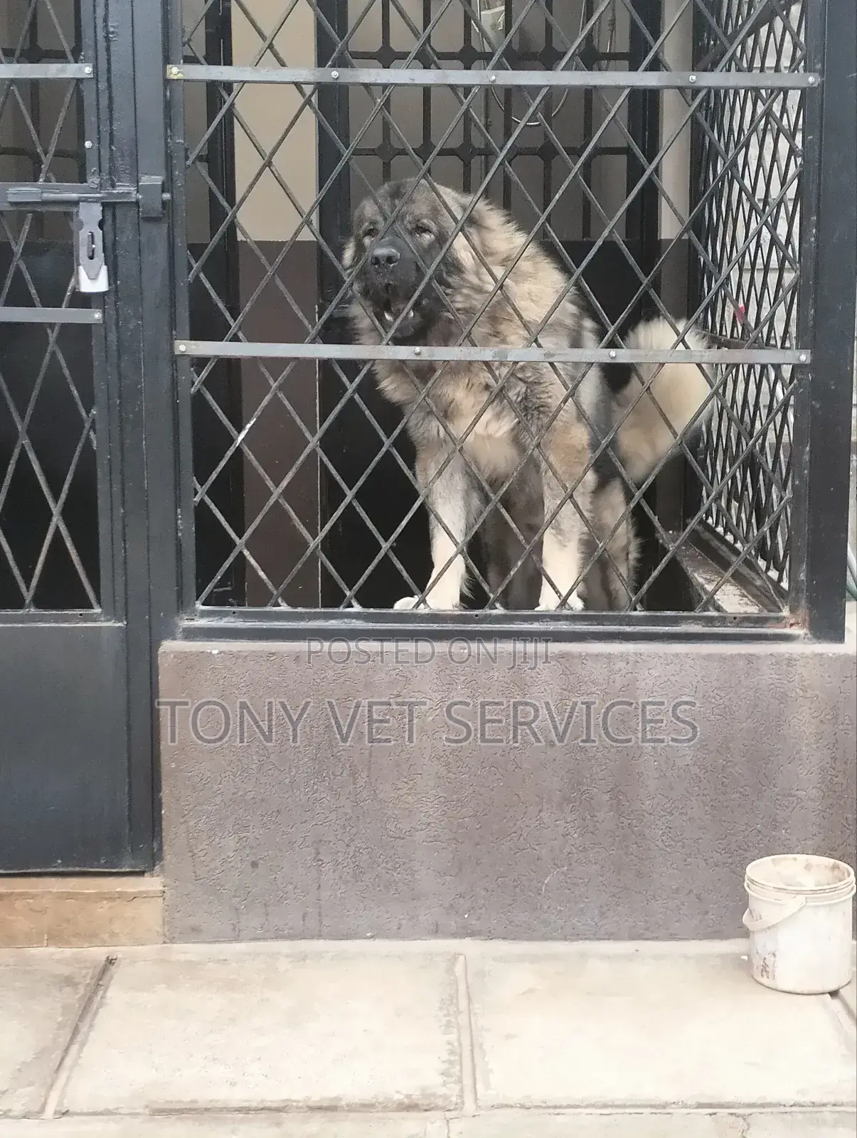 Veterinary
