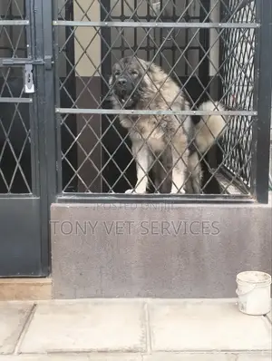 Veterinary