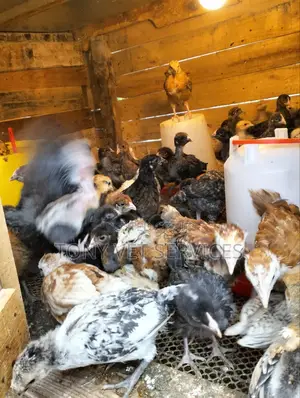 Veterinary