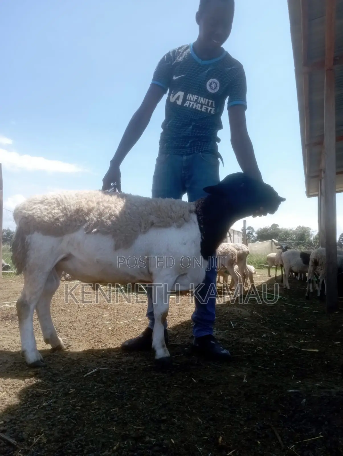Dorper,Menengai Eco Ranch Farms