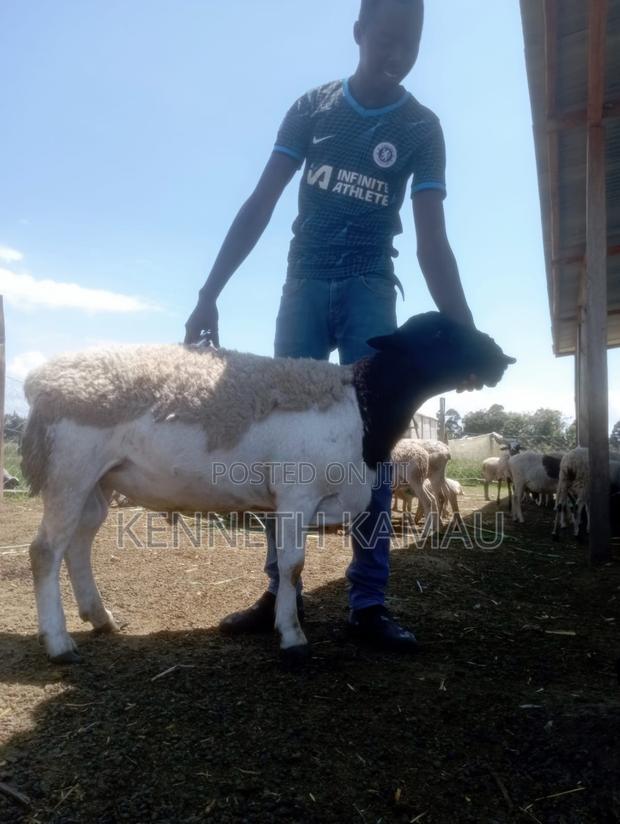 Dorper,Menengai Eco Ranch Farms - thumbnail 2