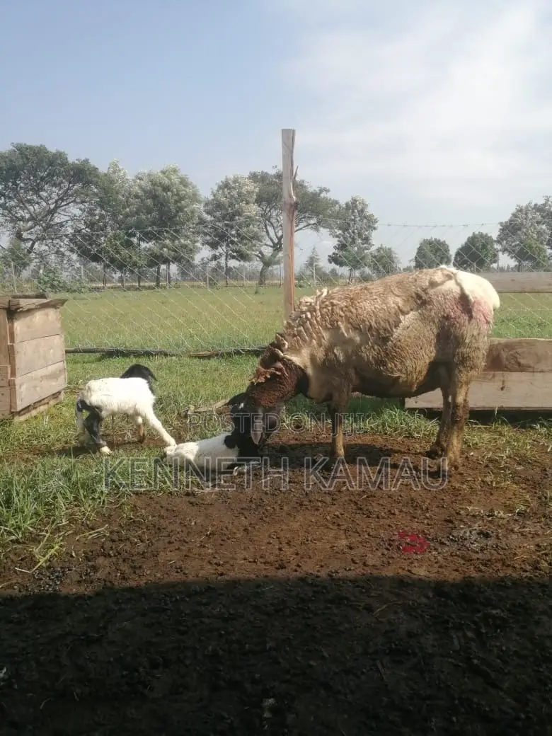 Dorper,Menengai Eco Ranch Farms
