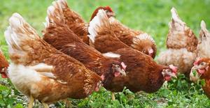 Commercial Layers- Isa Brown - thumbnail 2