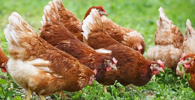 Commercial Layers- Isa Brown - main view