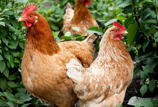 Commercial Layers- Isa Brown - thumbnail 3