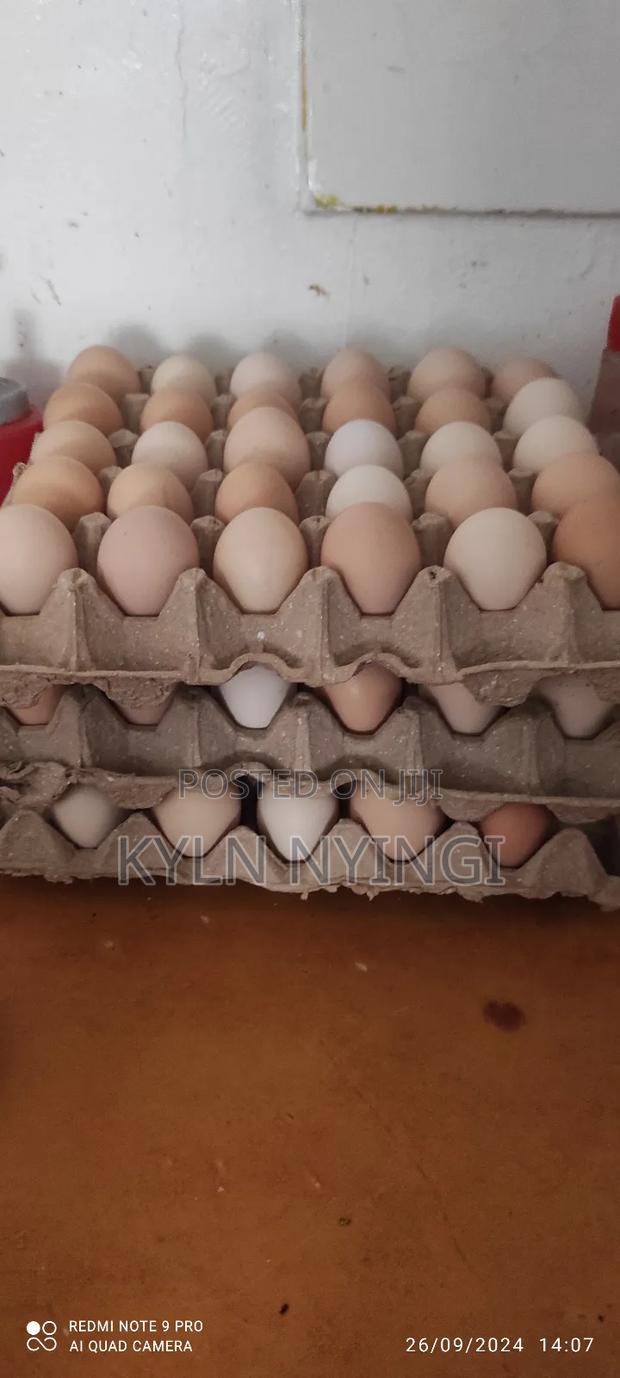 Fertilized Kienyeji Eggs - thumbnail 4