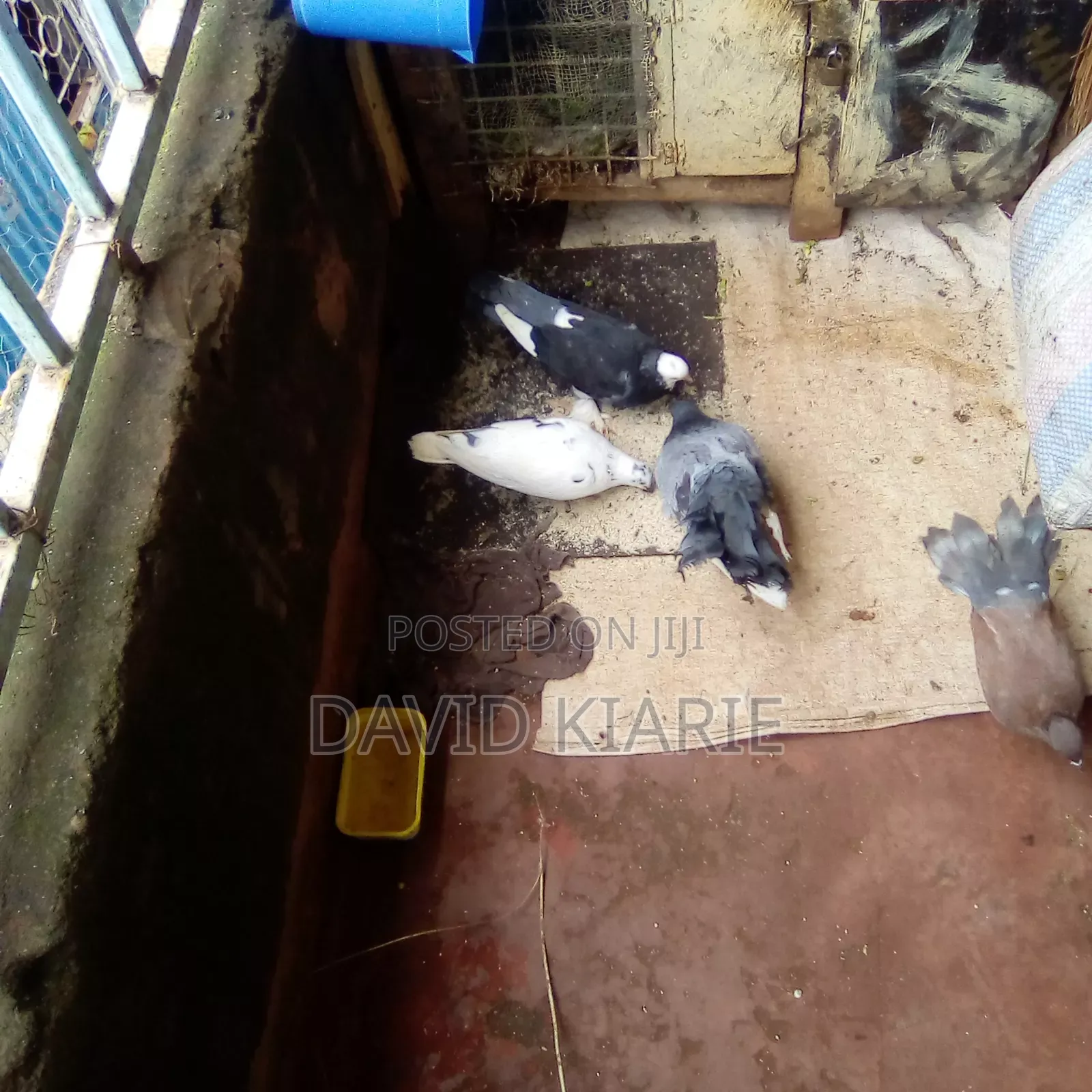 Njiwa Na Fantail Pigions