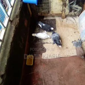 Njiwa Na Fantail Pigions