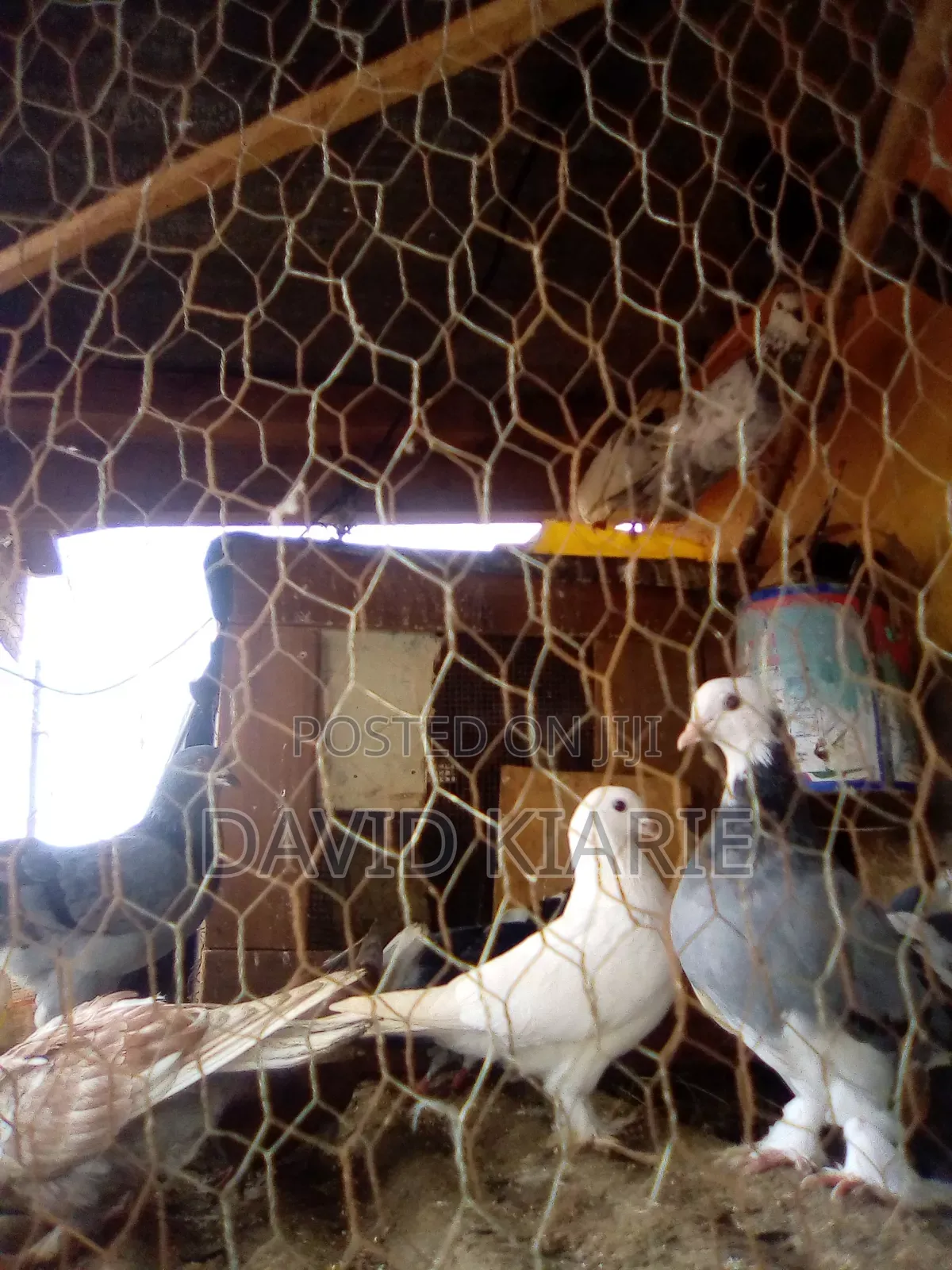 Njiwa Na Fantail Pigions