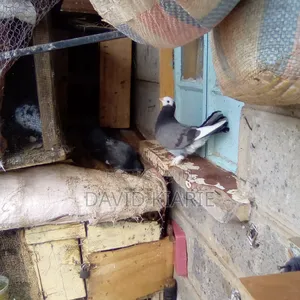 Njiwa Na Fantail Pigions