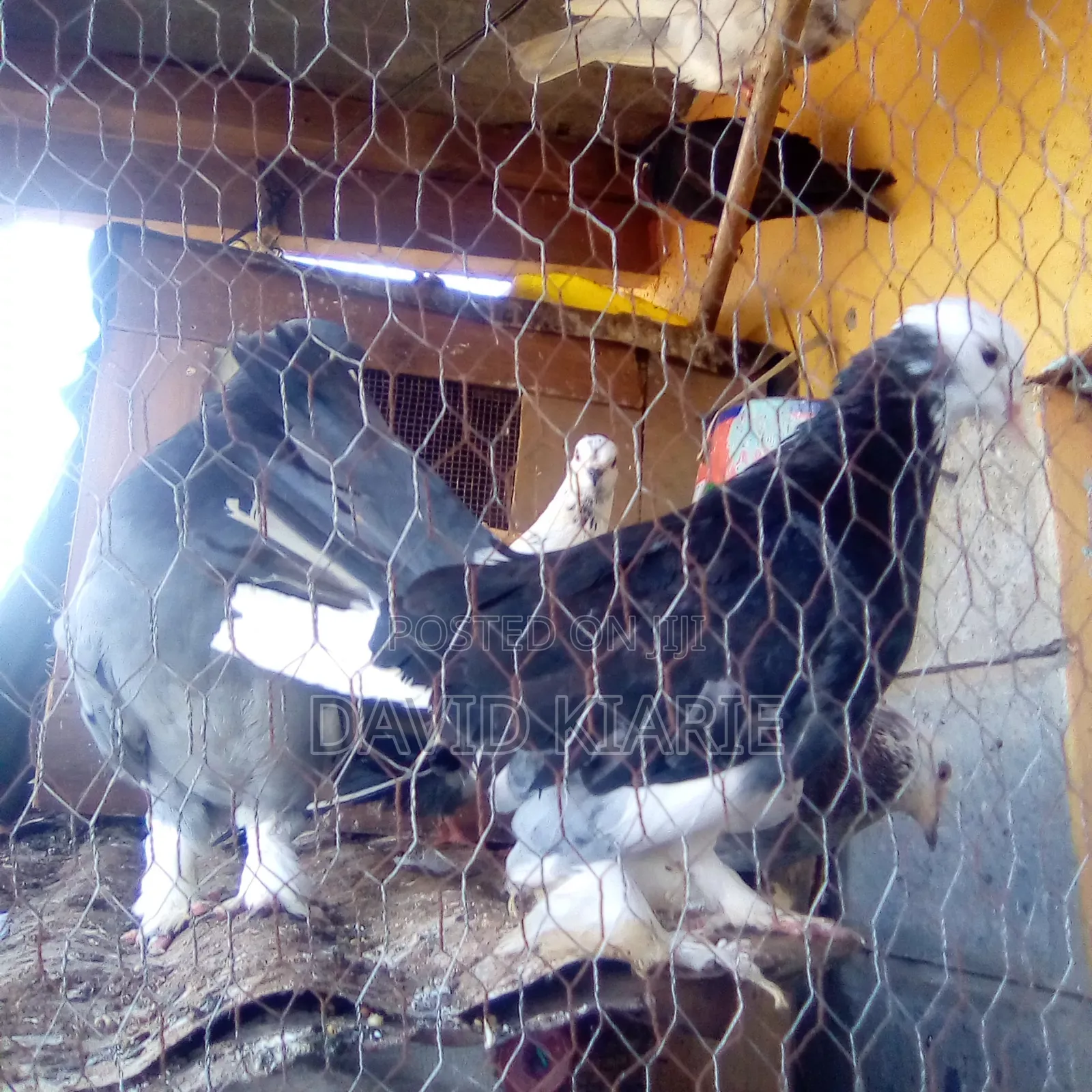 Njiwa Na Fantail Pigions