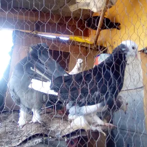 Njiwa Na Fantail Pigions