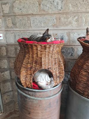 Round Cat Kitten House With a Cave - thumbnail 2