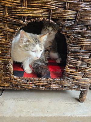 Customized Cat House With Cave - Small Size - thumbnail 2