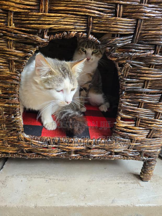 Customized Cat House With Cave - Small Size - main view