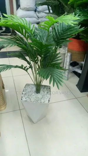 House Plants Palm Trees