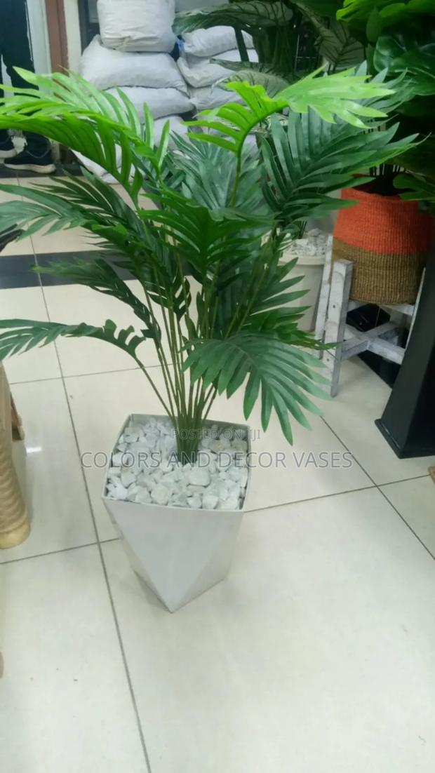 House Plants Palm Trees - main view