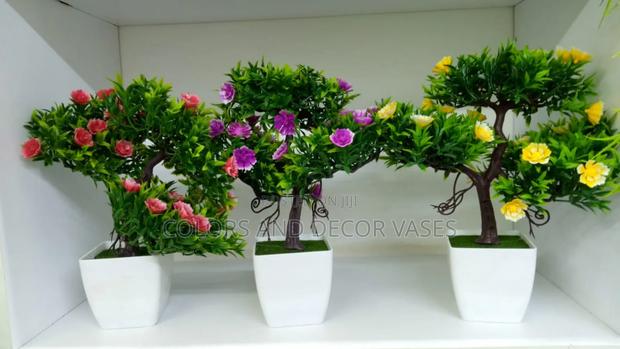 25cm Long Bonsai Plants