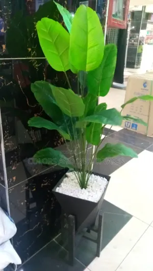 Banana Plant With Black Vase And Stand