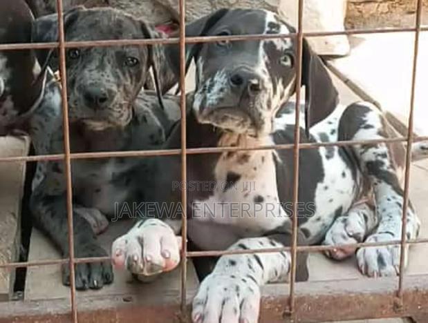 1-3 months Male Purebred Great Dane