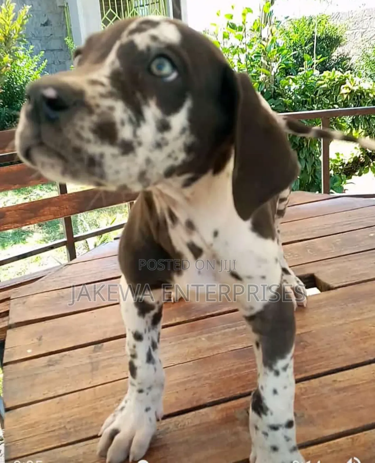 1-3 months Female Purebred Great Dane