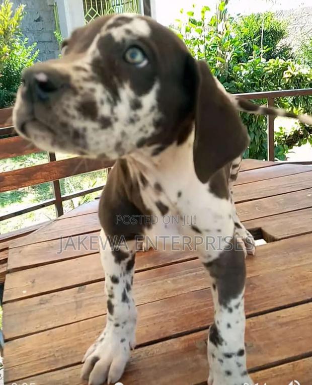 1-3 months Female Purebred Great Dane