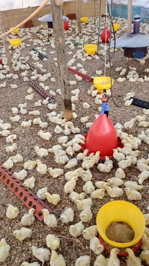 Broiler Programmed Chicken - thumbnail 2